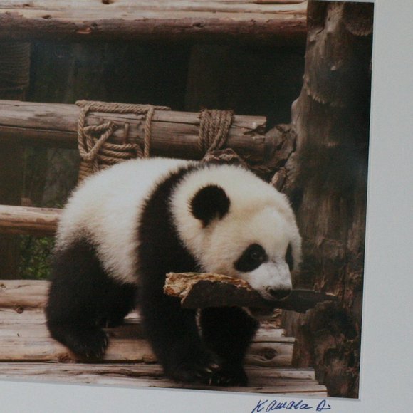Panda Having Fun Day Photography - Picture 3 of 5